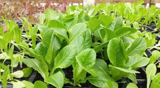 Anlo’s sandy coast grows vegetables year round