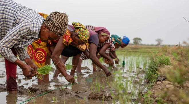 The paradox of plenty: How Ghana’s farmers are being sacrificed on the altar of a cheap import agenda